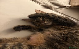 Mixed Breed cats for sale: Maine coon/tabby  - Image 7