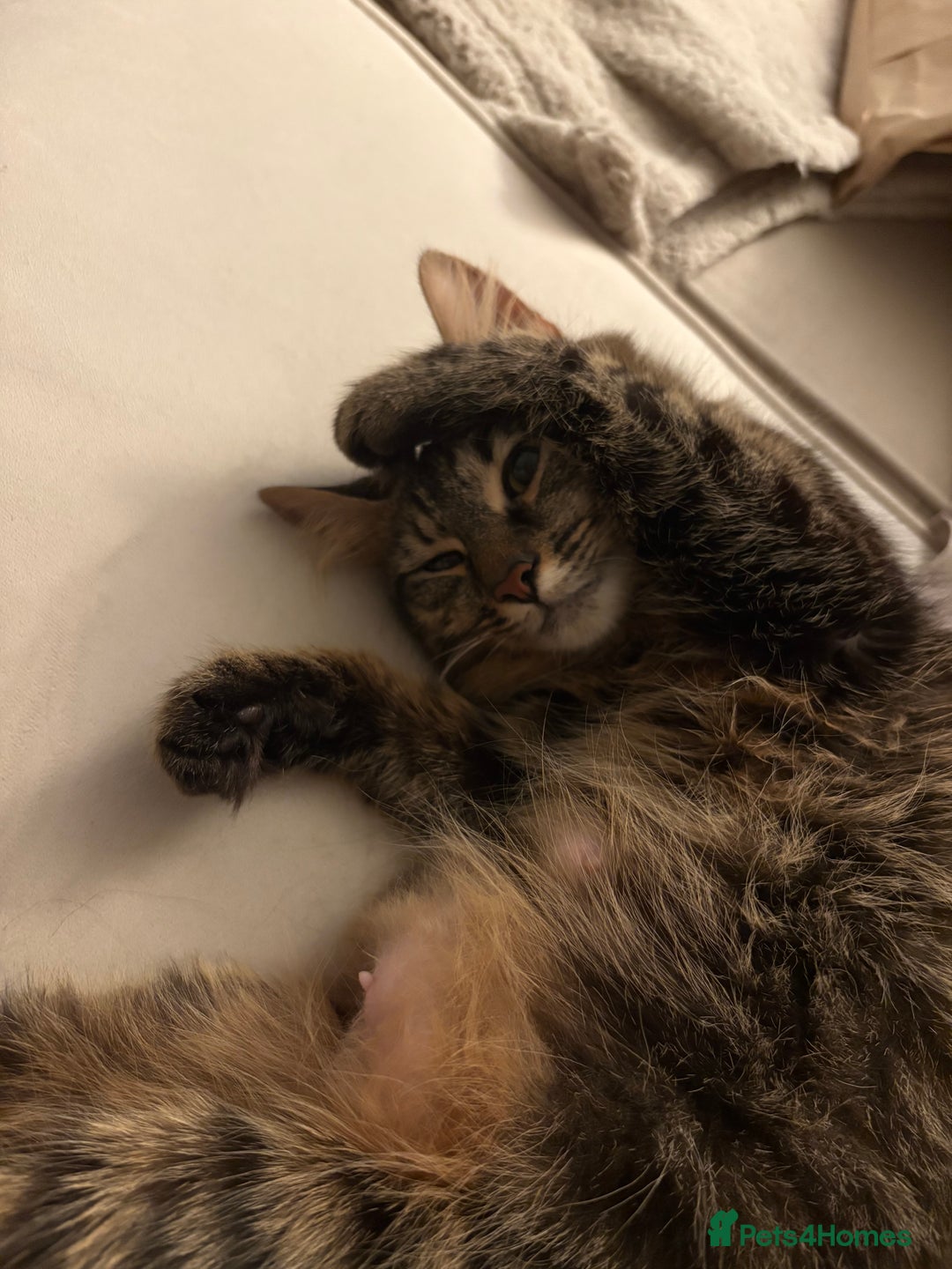 Mixed Breed cats for sale: Maine coon/tabby  - Image 7