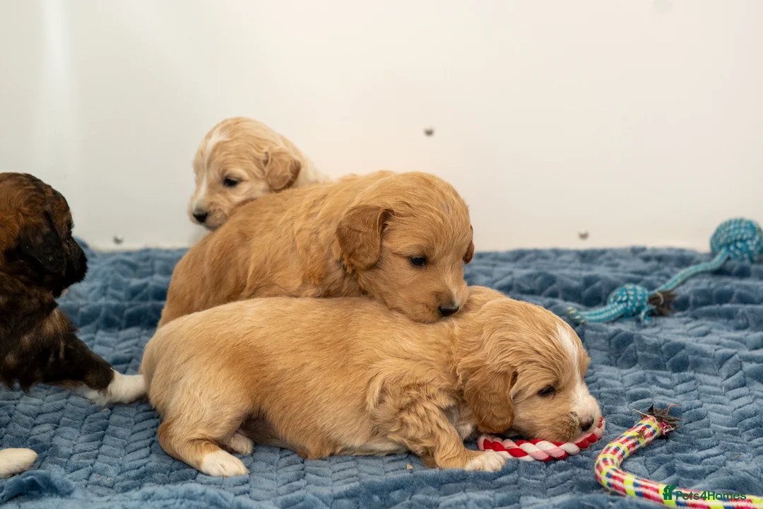 Mixed Breed dogs for sale: Pyredoodle Waiting List - F1 Mini  - Advert 6