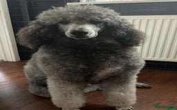 Labradoodle dogs for sale: ☆Ready to leave☆ CHUNKY PUPPIES ☆ - Advert 16