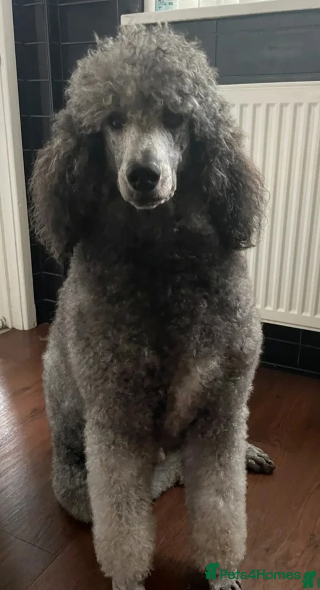 Labradoodle dogs for sale: ☆Ready to leave☆ CHUNKY PUPPIES ☆ - Advert 16