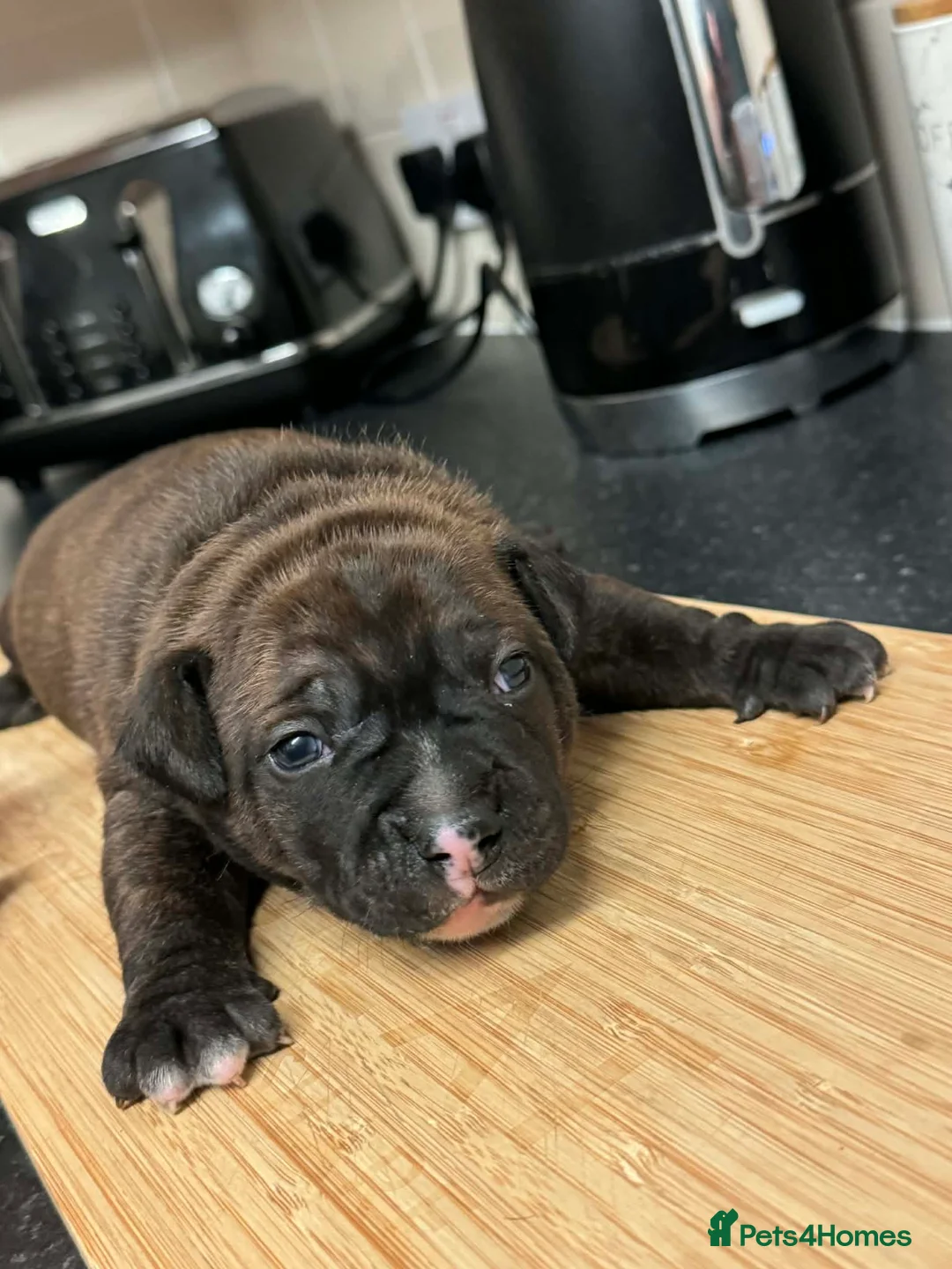 Staffordshire Bull Terrier dogs for sale: BRINDLE & WHITE STAFFORDSHIRE BULL TERRIER  - Advert 2