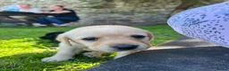 Labrador Retriever dogs for sale: Kc reg health tested Labrador pups  in Bideford - Advert 10