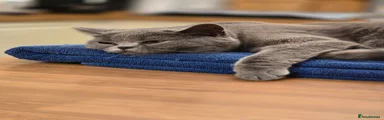 British Shorthair 1
