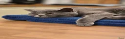 British Shorthair cats for sale: British shorthair  - Advert 2