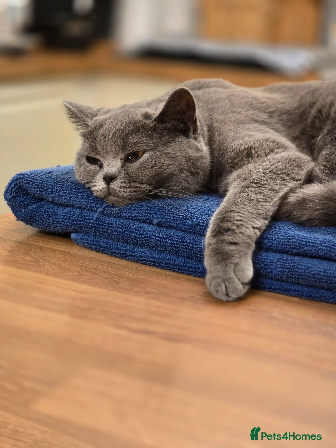 British Shorthair cats for sale: British shorthair  - Advert 2
