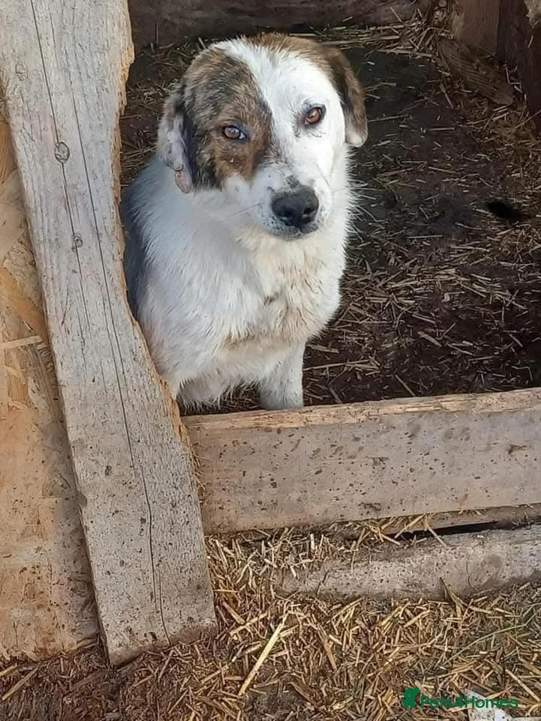 Mixed Breed dogs for adoption: Meet Patch, currently residing in Sheffield  in Sheffield - Advert 7