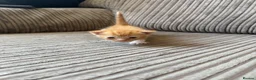 Mixed Breed cats for sale: Half ragdoll kittens  - Advert 22