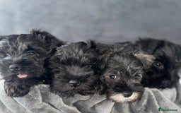 Miniature Schnauzer dogs for sale: KC Pedigree Mini Schnauzer - Image 14