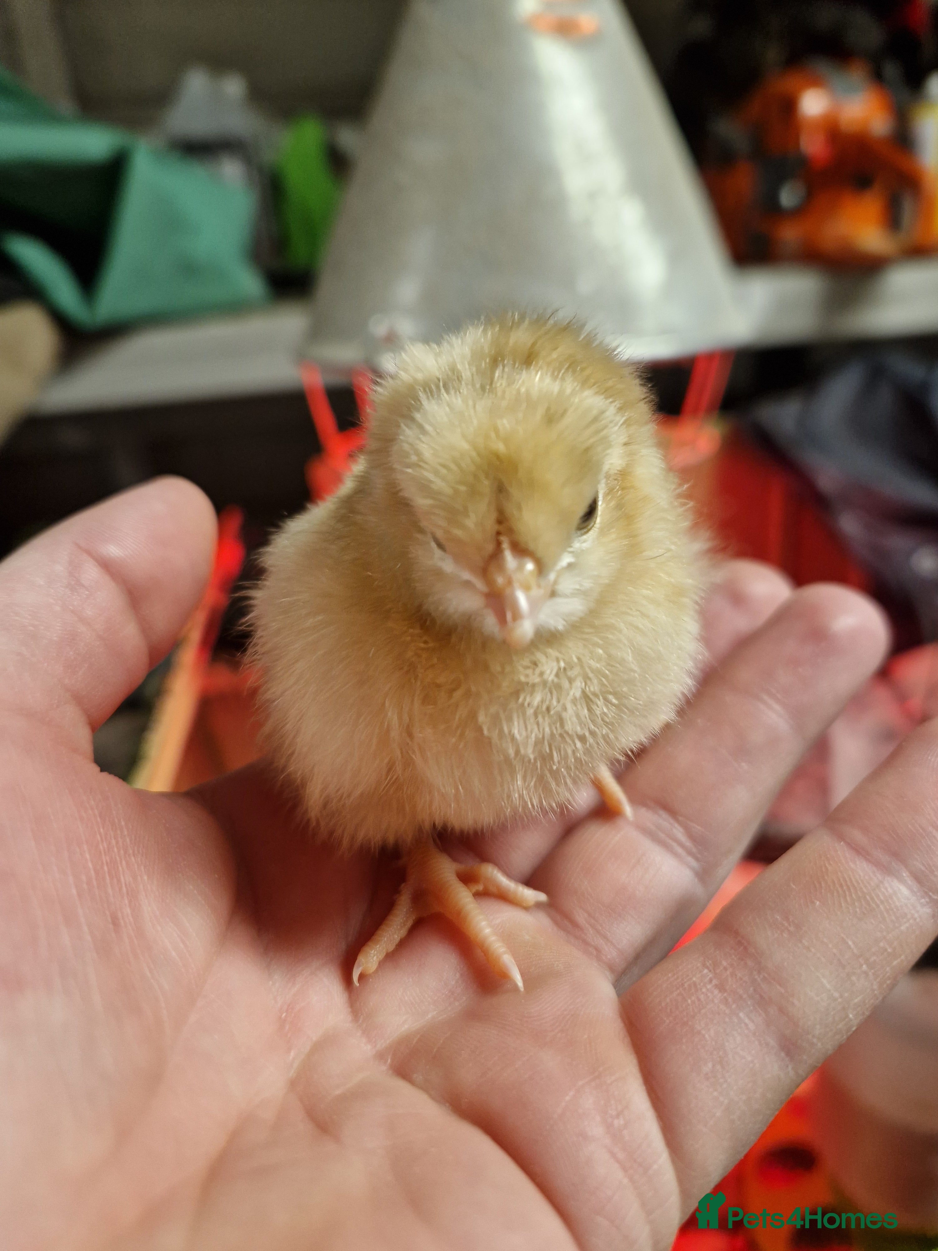 Chickens poultry for sale: Buff Orpington Chicks - Advert 1