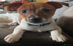 Jack Russell dogs for sale: Tiny Jack Russell - Image 5