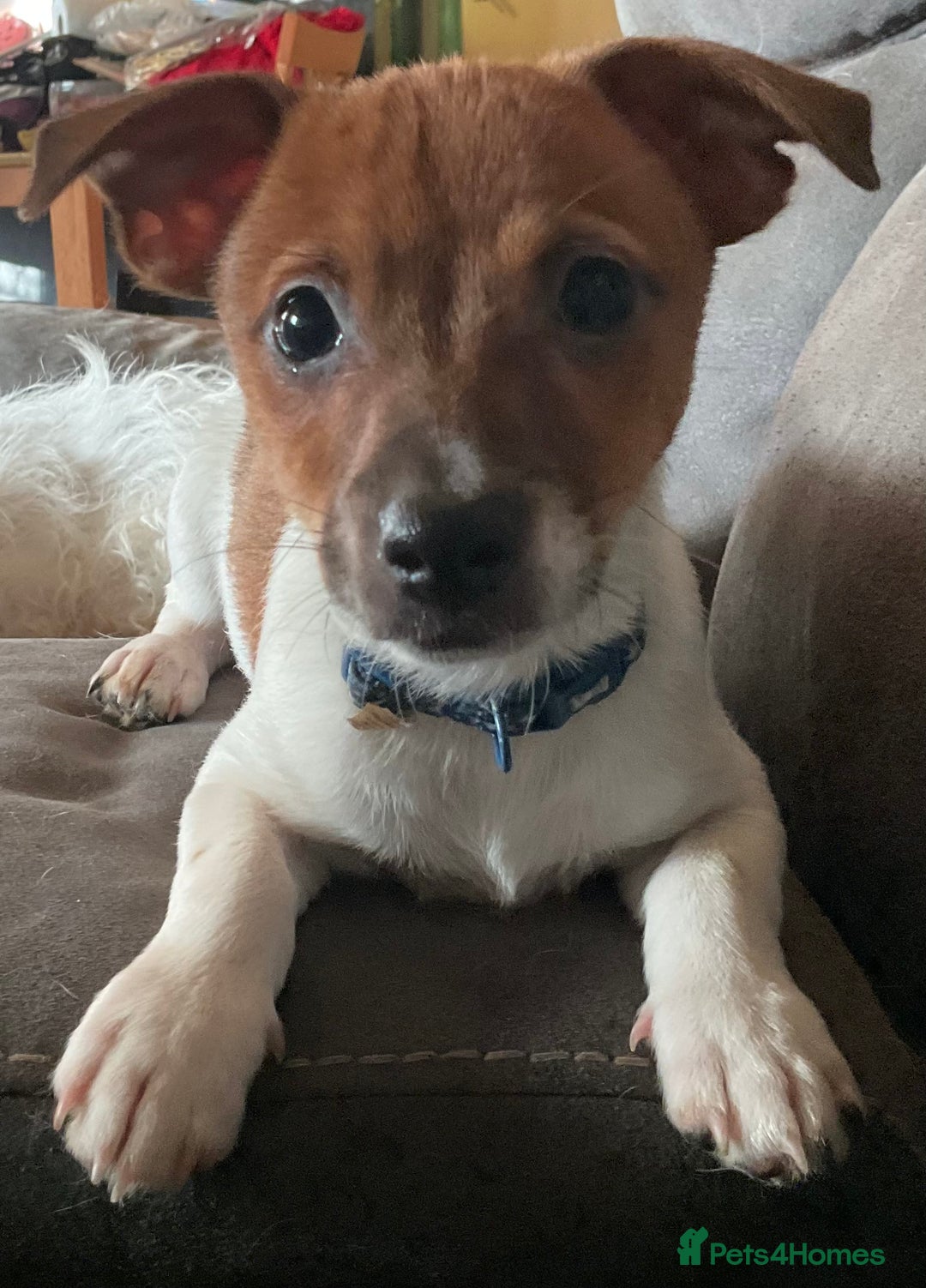 Jack Russell dogs for sale: Tiny Jack Russell - Image 5