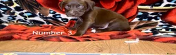 Mixed Breed dogs for sale: Athena x Ares Puppies – Not for Everyone in Manchester - Advert 19