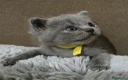 British Shorthair cats for sale: Beautiful BSH Kittens  - Advert 24