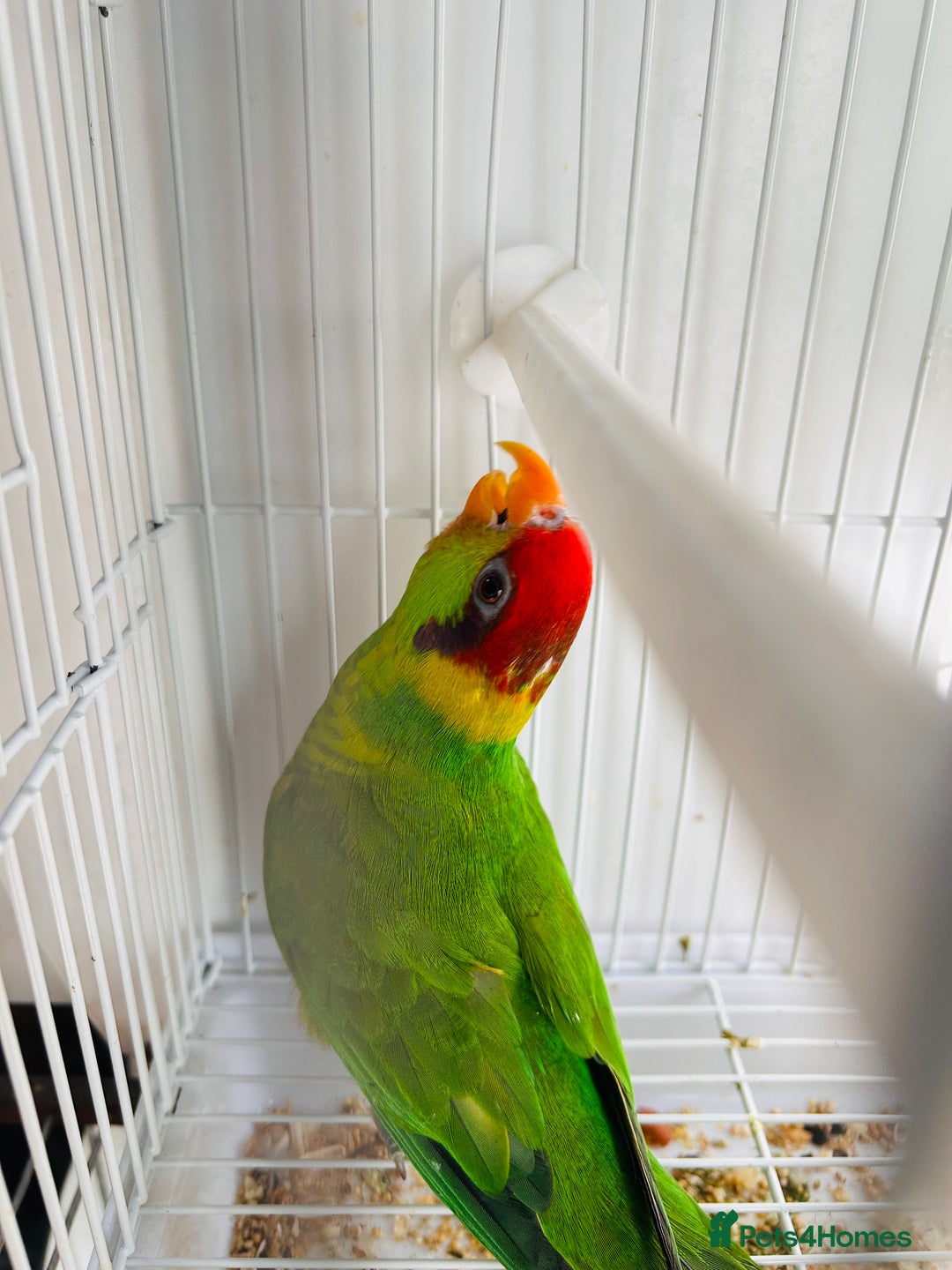 Lorikeets birds for sale: PROVEN pair iris lorikeet RARE!! - Image 5