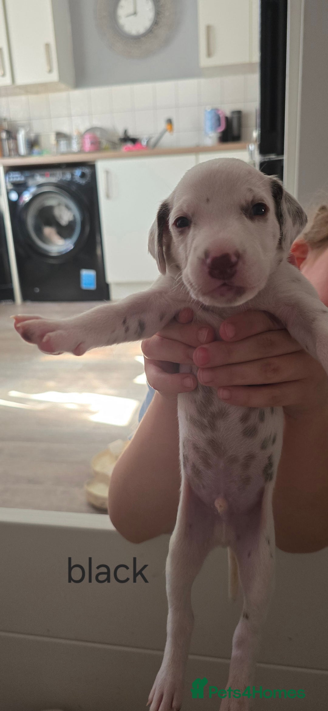 Dalmatian dogs for sale: Ready to leave 17th august in Banbury - Image 7
