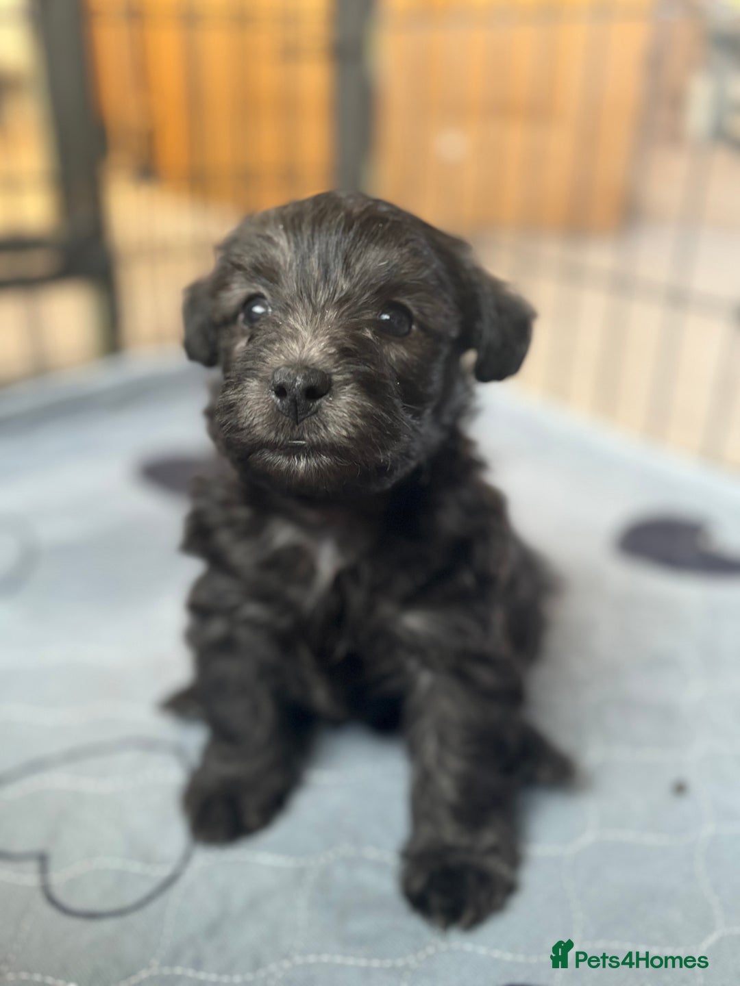 Mixed Breed dogs for sale: Westiepoo puppies - Advert 11
