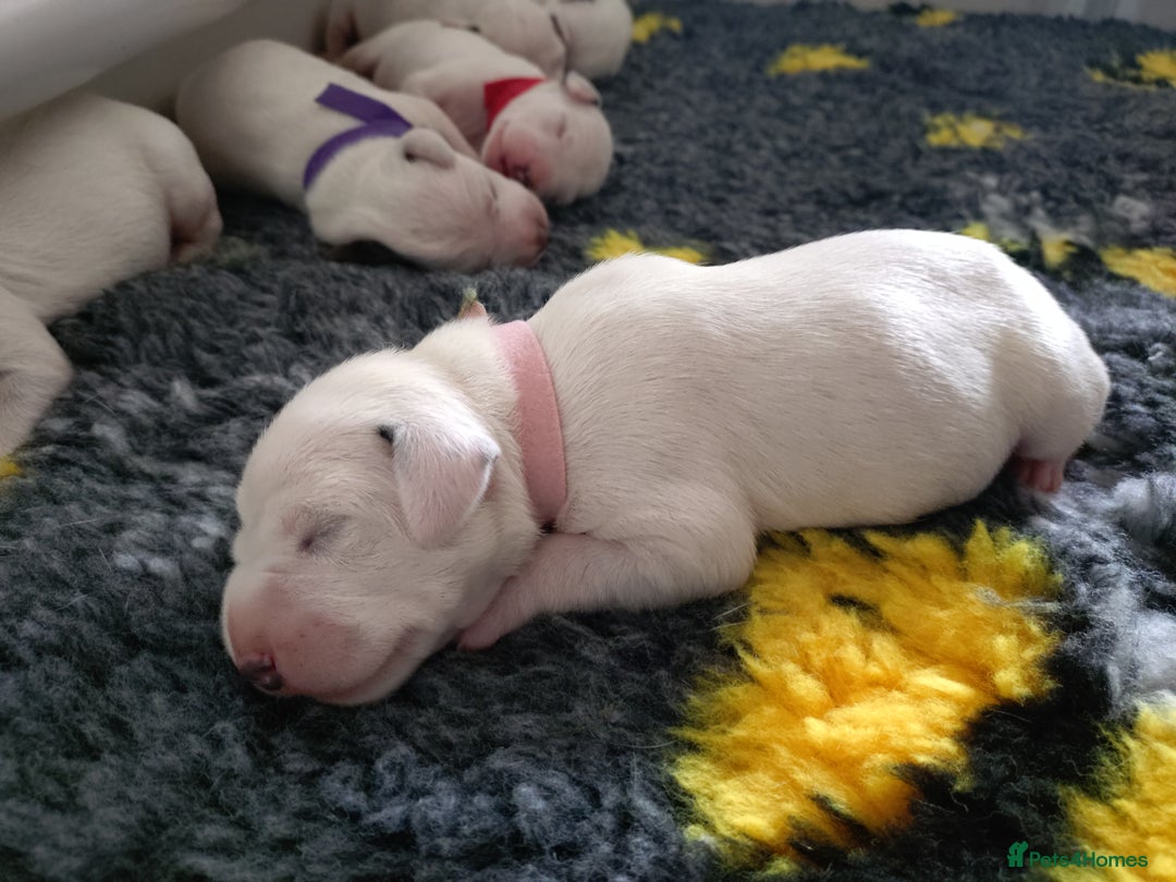 Dalmatian dogs for sale: Looking for 5* homes   - Image 8