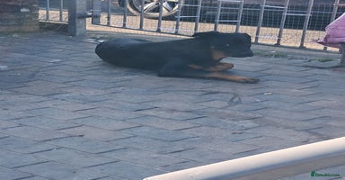 Mixed Breed dogs 1 year old - Advert 10