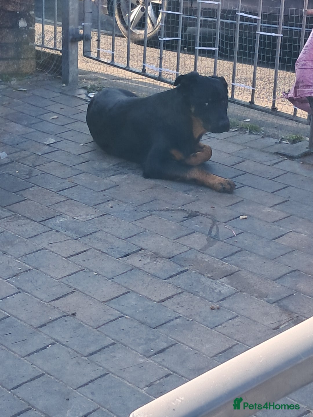 Mixed Breed dogs for sale: 1 year old - Advert 2