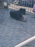 Mixed Breed dogs 1 year old - Advert 4