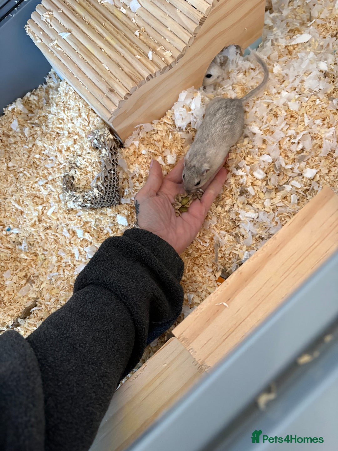 Gerbil rodents for sale: 2 boy gerbils, large home plus food. - Advert 2