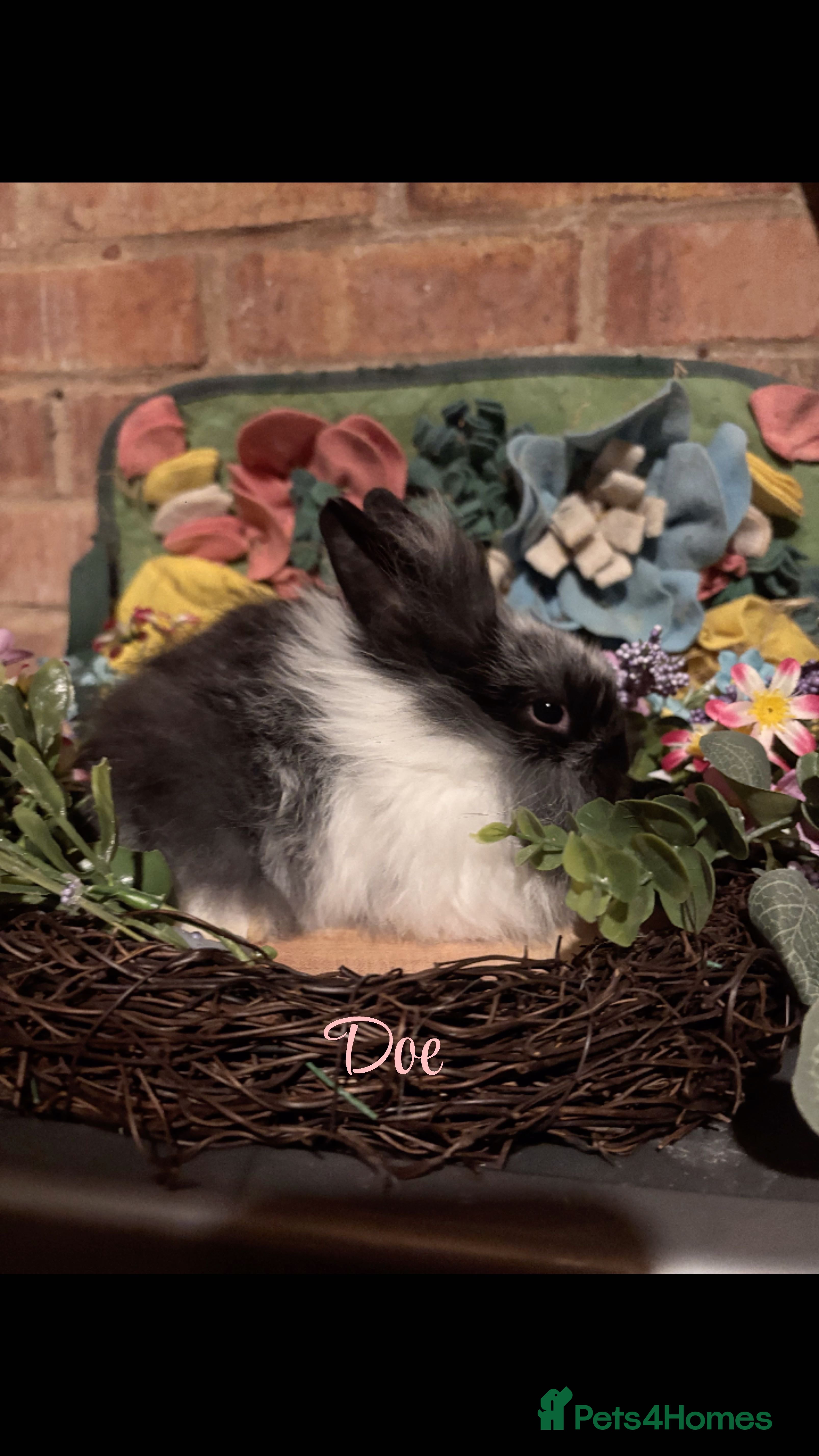 Mini Lion Lop rabbits Mini lion lops  - Advert 17