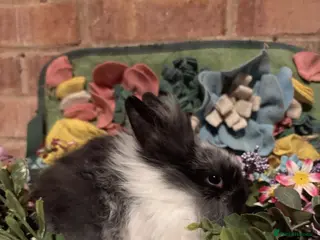 Mini Lion Lop rabbits Mini lion lops - Advert 17