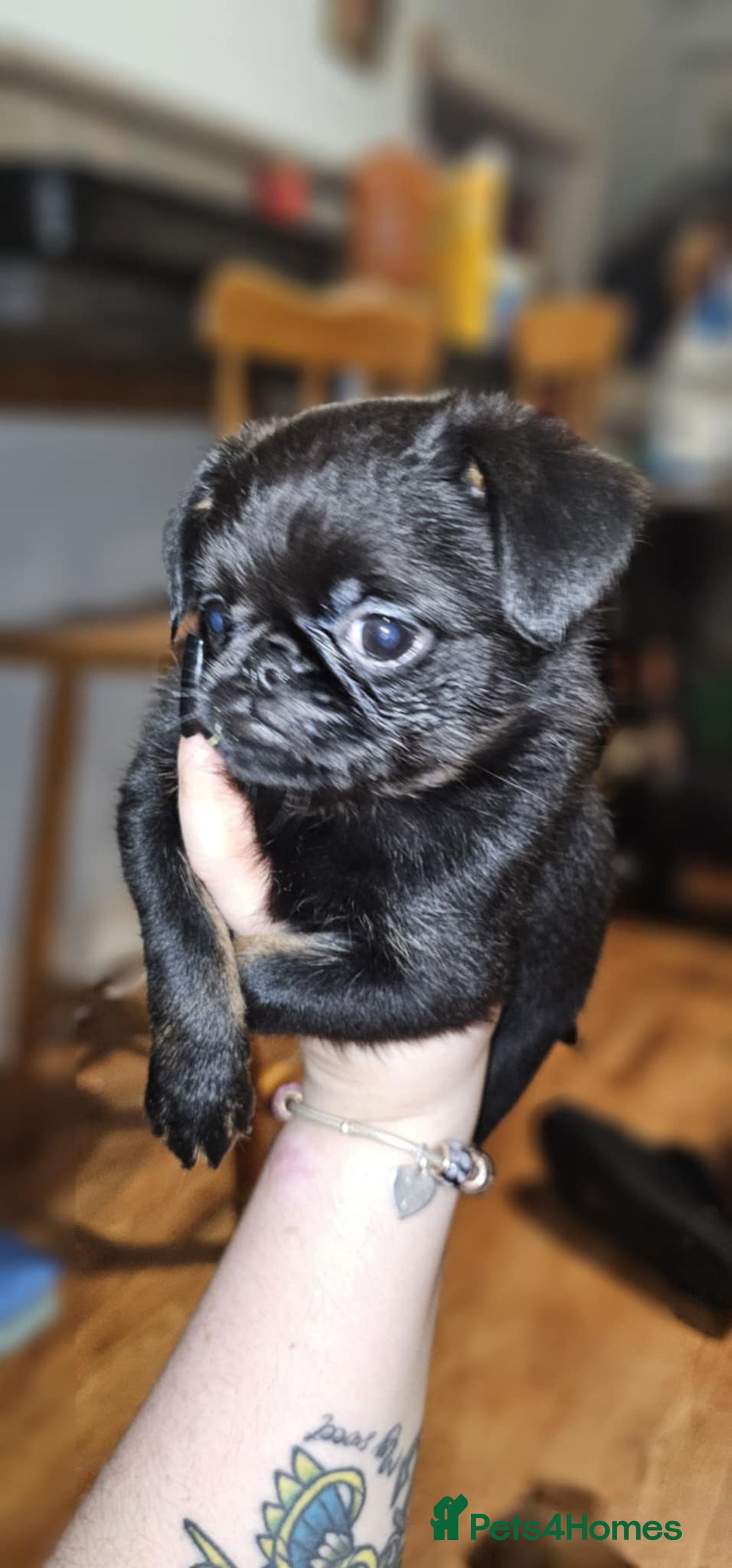 Griffon Bruxellois dogs for sale: Stunning Smooth Pedigree Griffons - Advert 14