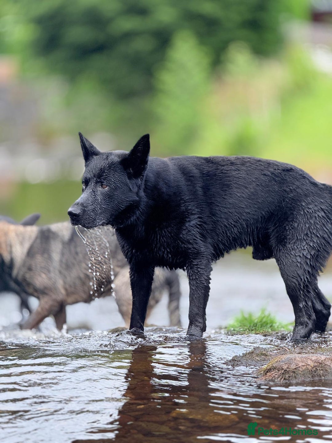 German Shepherd dogs for sale: Outstanding Female GSD, 6 months old - Image 8