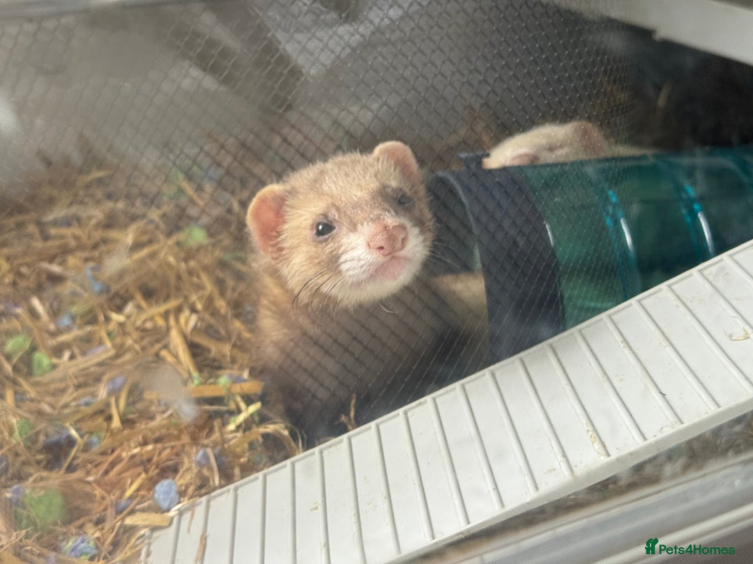Ferret rodents for sale: Lovely ferrets for rehoming - Advert 2