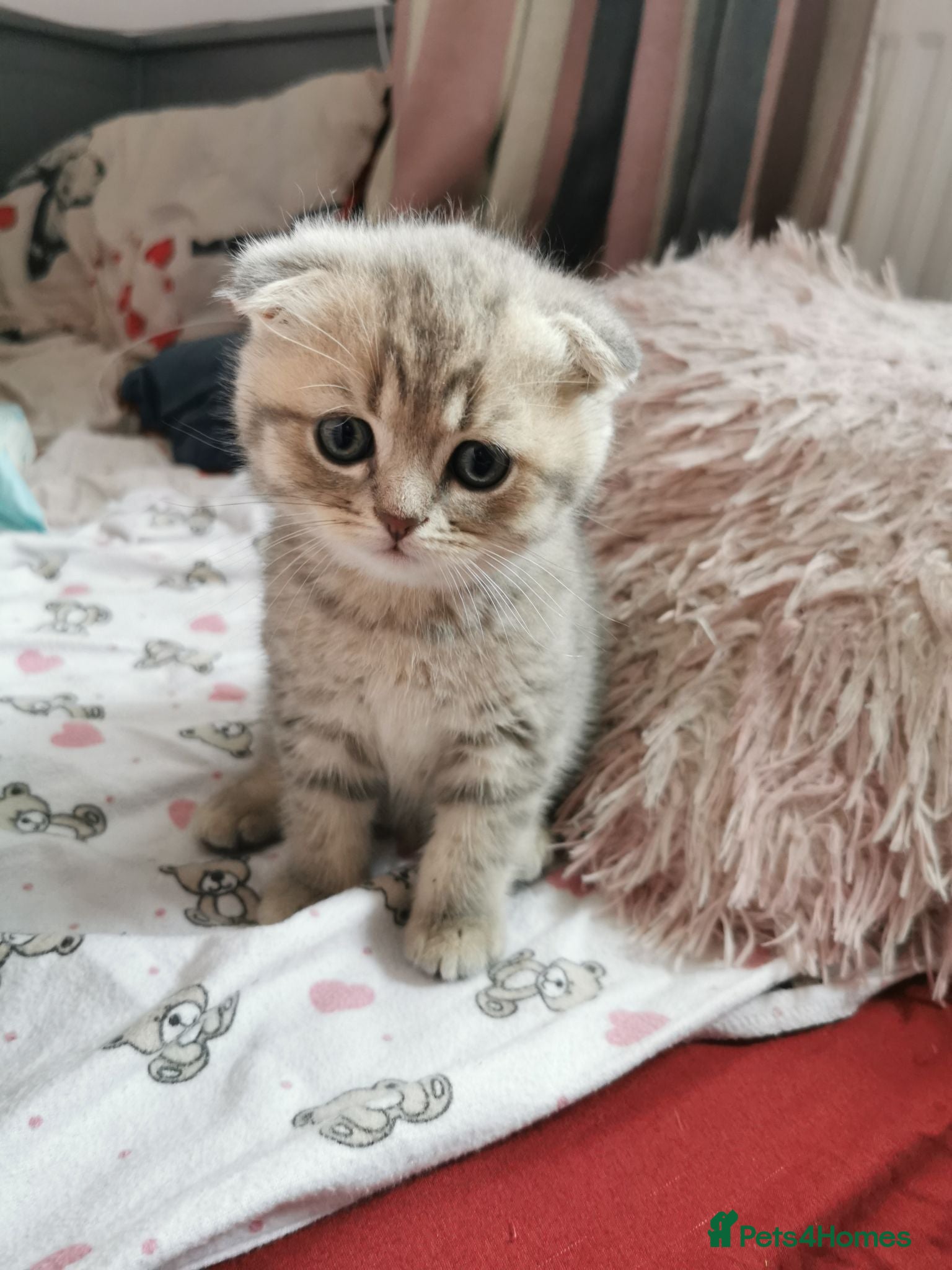 Scottish Fold cats 5 Beautiful Scottish Kittens Ready for Homes 🐾 - Advert 2