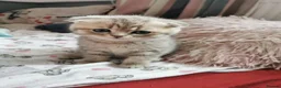 Scottish Fold cats for sale: 5 Beautiful Scottish Kittens Ready for Homes 🐾 - Advert 1
