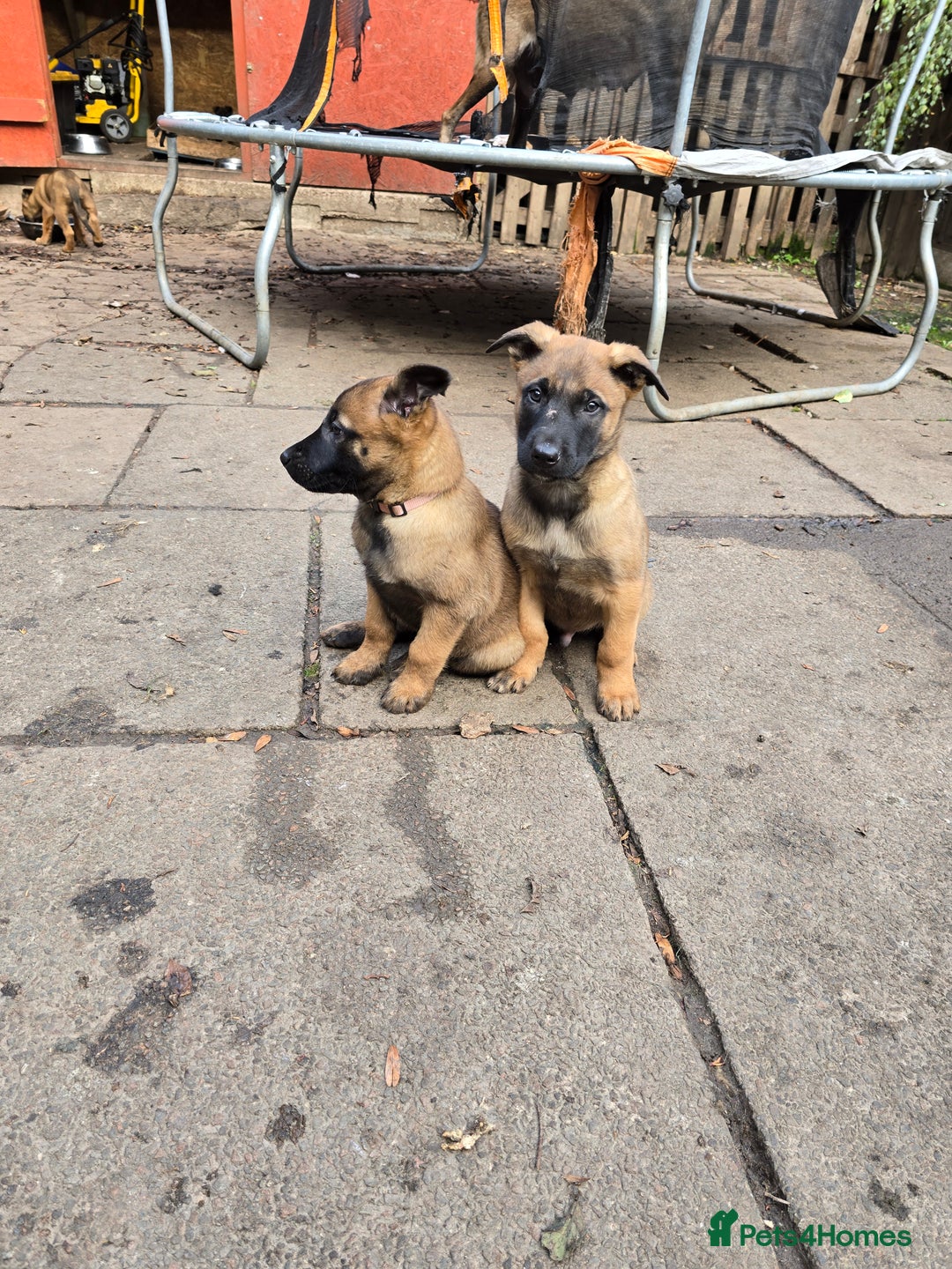 Belgian Shepherd Dog dogs for sale: Belgian Shepherd malinois - Advert 7