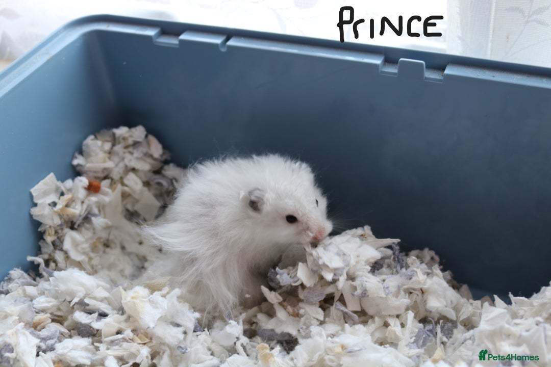 Hamster rodents for sale: Syrian Hamsters – various ages - Image 8