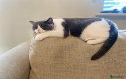 British Shorthair cats for sale: Bi Colour British Shorthair Female  - Image 1
