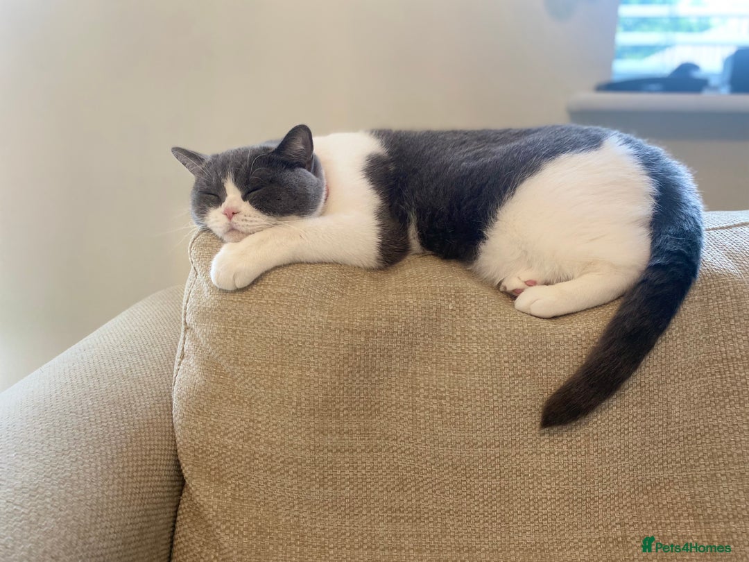 British Shorthair cats for sale: Bi Colour British Shorthair Female  - Image 1