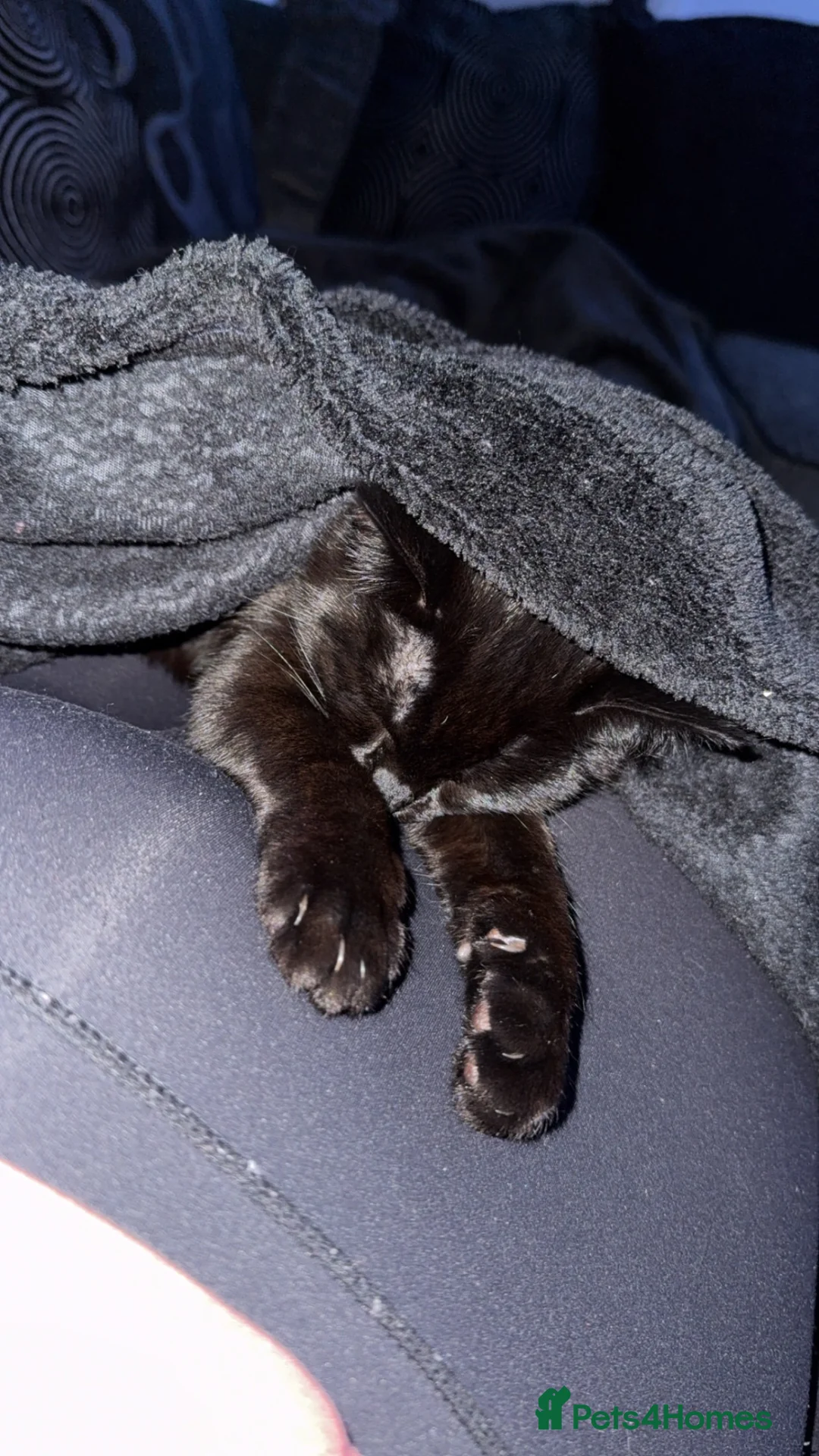 Mixed Breed cats for sale: Male cat- 9 months - Advert 5