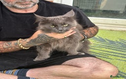 Maine Coon cats for sale: Maine coon - Image 1