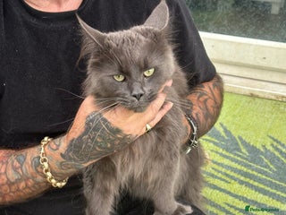 Maine Coon cats for sale - Advert 1