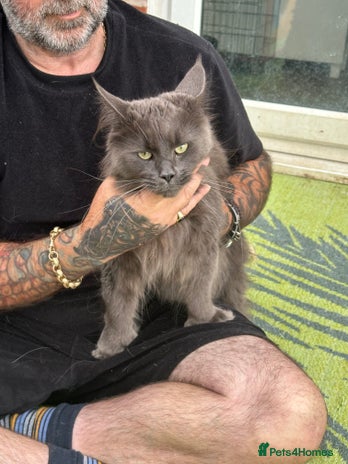 Maine Coon cats - Advert 1