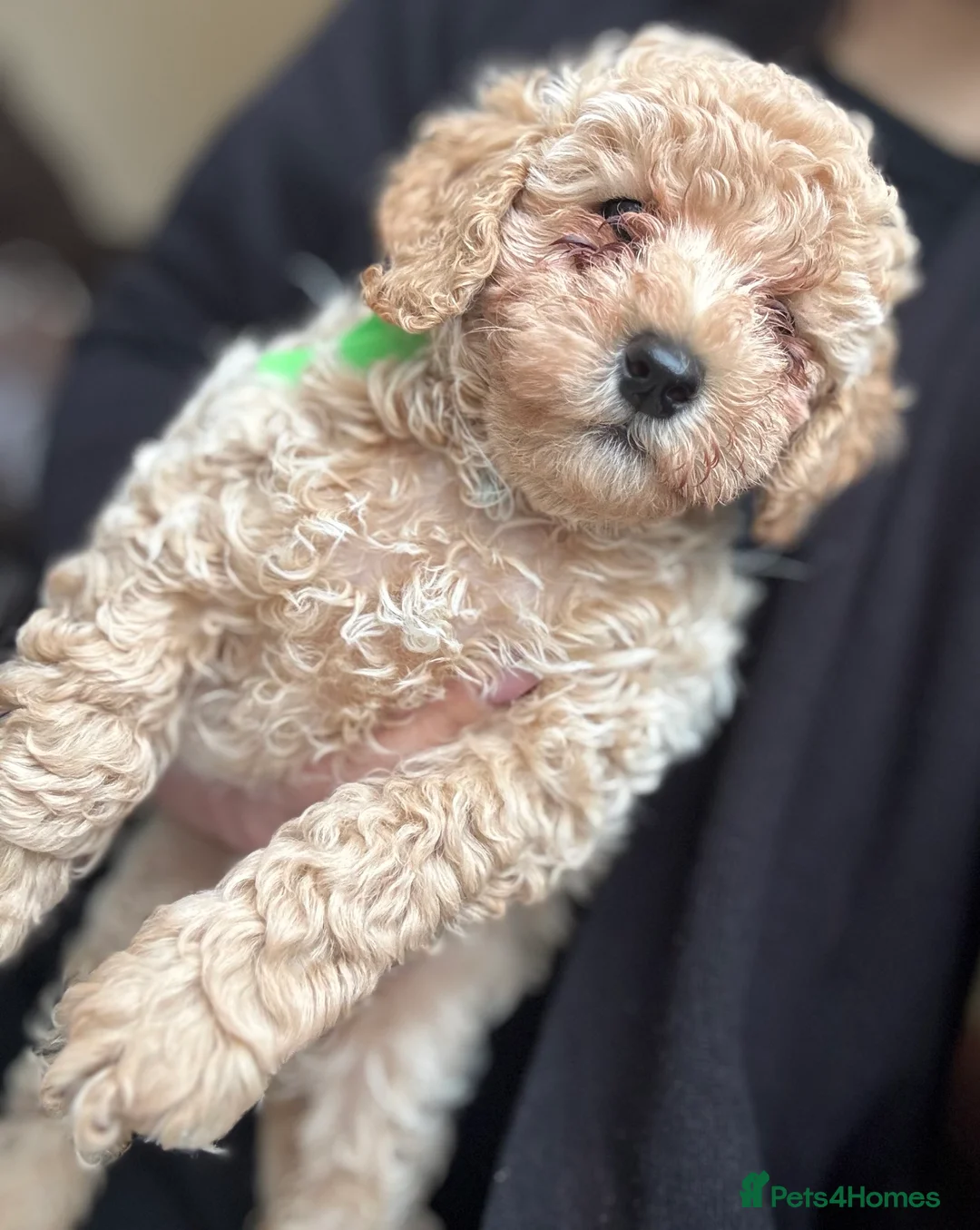 Poochon dogs for sale: READY TO LEAVE Poochons for sale  - Advert 4