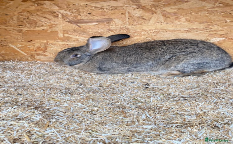 Continental Giant rabbits Beautiful Giant Rabbit Girl, 8 Months - Advert 1