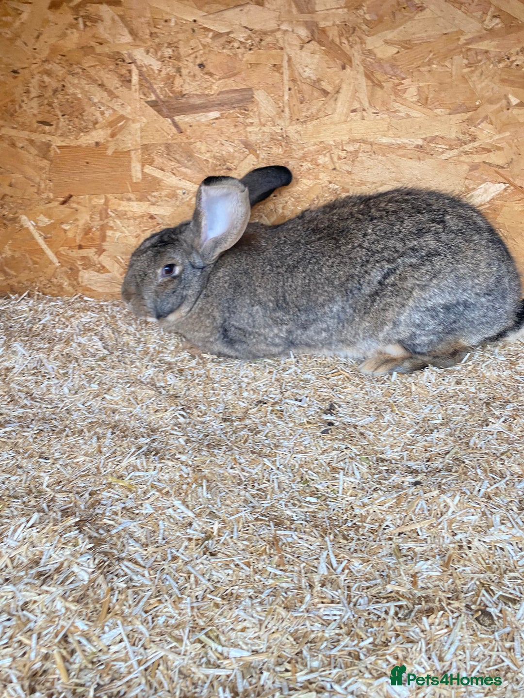 Continental Giant rabbits for sale: Beautiful Giant Rabbit Girl, 8 Months - Advert 1