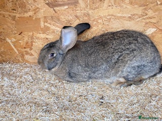Continental Giant rabbits Beautiful Giant Rabbit Girl, 8 Months - Advert 10