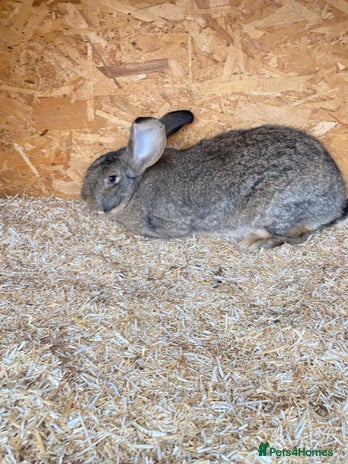 Continental Giant rabbits Beautiful Giant Rabbit Girl, 8 Months - Advert 6