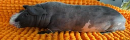 Guinea Pig rodents for sale: Bonded Skinny Boars  - Advert 3