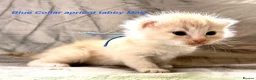 Maine Coon cats for sale: Stunning Maine Coon kittens in Droitwich - Advert 11