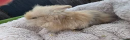 Lionhead rabbits for sale: Double maned lionhead babies 3 left! - Advert 6