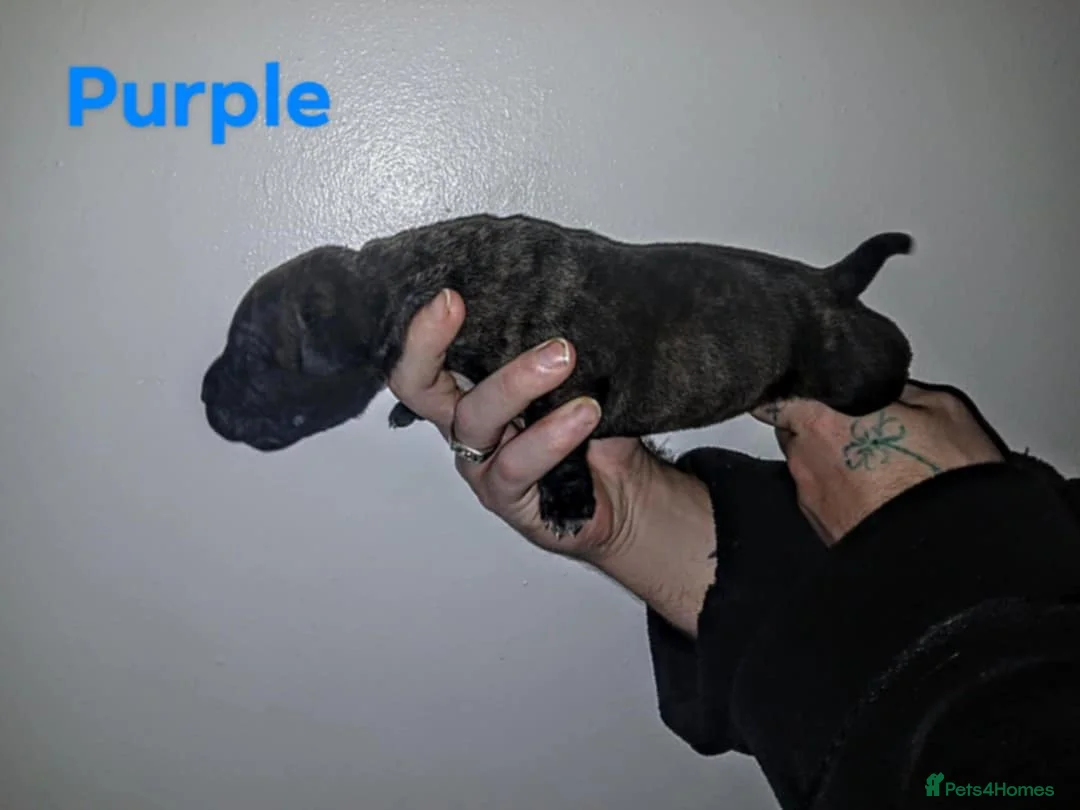 Mixed Breed dogs for sale: CANE CORSO X PRESA CANARIO PUPS £750 - Advert 9